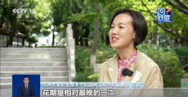 盛鹏配资 桂花开花“姗姗来迟” 最佳赏桂期持续多久? 专家解读